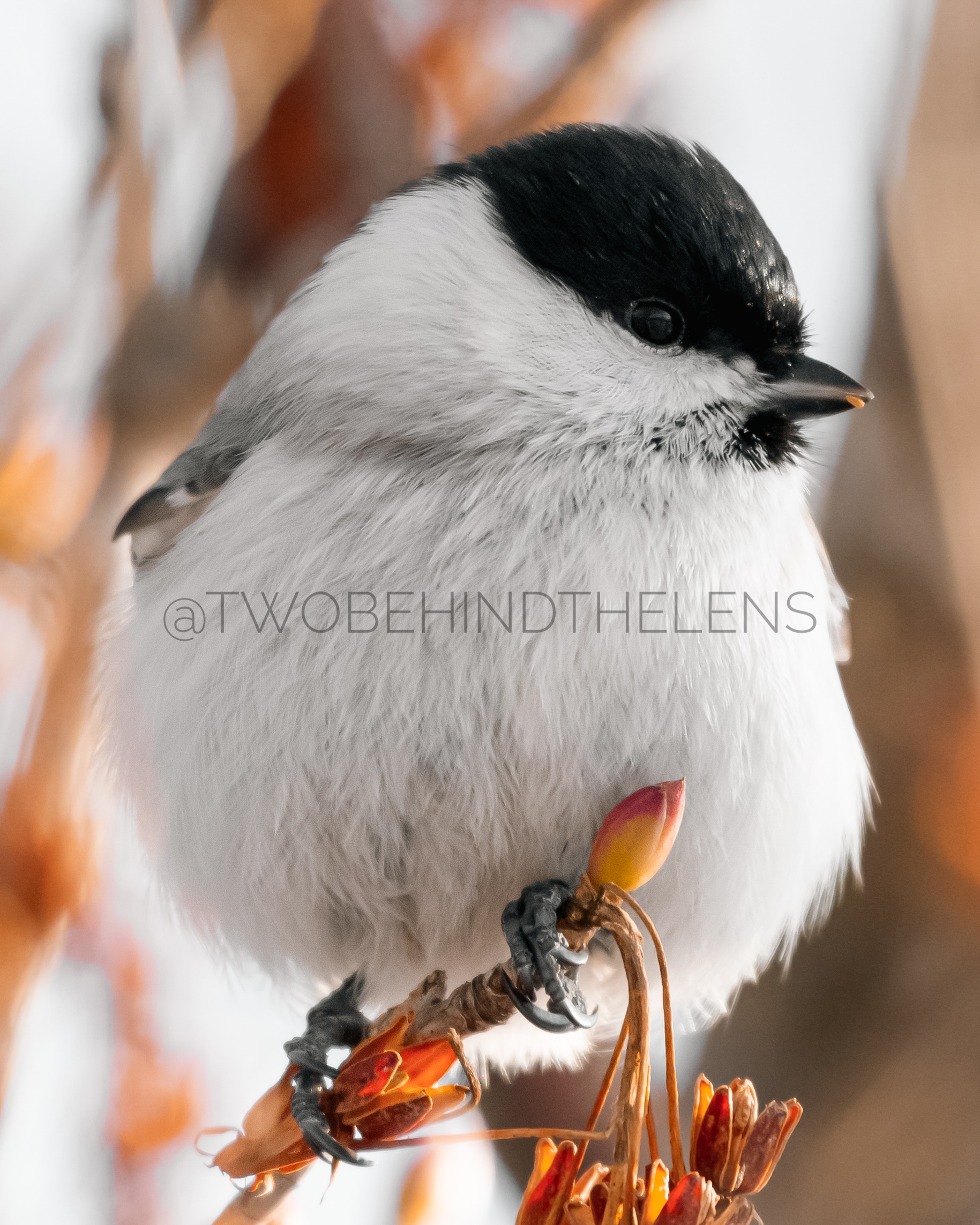 Wildlife Print 15